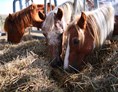 Ferien Bauernhof: Pony beim  Futtern - Ponyferienhof Eder