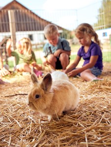 Ferien Bauernhof: Ponyferienhof Eder