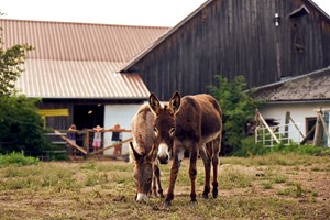 Ferien Bauernhof: Ponyferienhof Eder