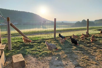 Ferien Bauernhof: Hühner - Gschwandnerhof