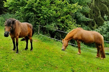 Ferien Bauernhof: Pferd und Pony zum Reiten - Bayerischer Wald Kinder & Familienbauernhof in der Oberpfalz