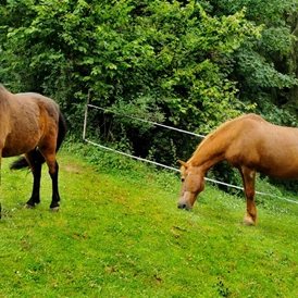 Ferien Bauernhof: Pferd und Pony zum Reiten - Bayerischer Wald Kinder & Familienbauernhof in der Oberpfalz
