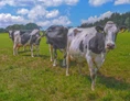 Ferien Bauernhof: Unsere "Mädels" auf der Weide. Vom Frühjahr bis in den Herbst genießen unsere Kühe und die älteren Kälber den Weidegang. - Ferienhof Vennhof