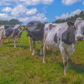Ferien Bauernhof: Unsere "Mädels" auf der Weide. Vom Frühjahr bis in den Herbst genießen unsere Kühe und die älteren Kälber den Weidegang. - Ferienhof Vennhof
