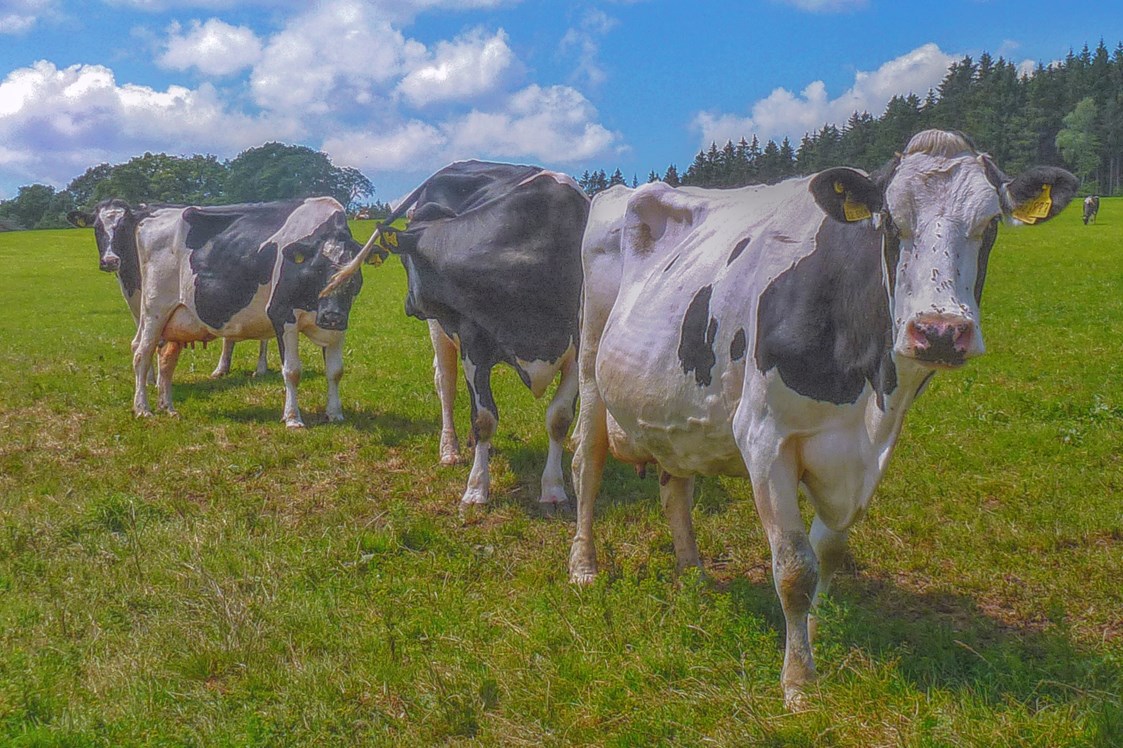 Ferien Bauernhof: Unsere "Mädels" auf der Weide. Vom Frühjahr bis in den Herbst genießen unsere Kühe und die älteren Kälber den Weidegang. - Ferienhof Vennhof