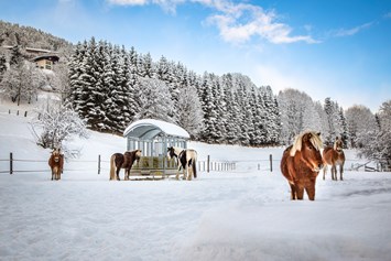 Ferien Bauernhof: Unsere lieben Pferde im Schnee - MILLINGHOF