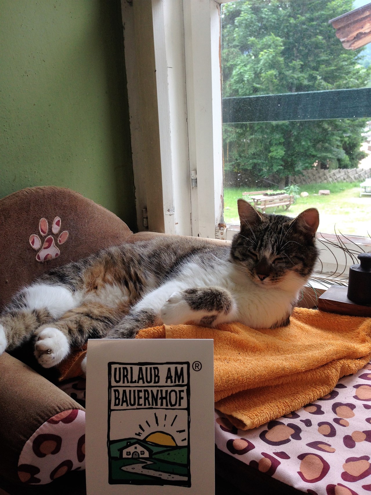 MILLINGHOF Naše živali Mačke