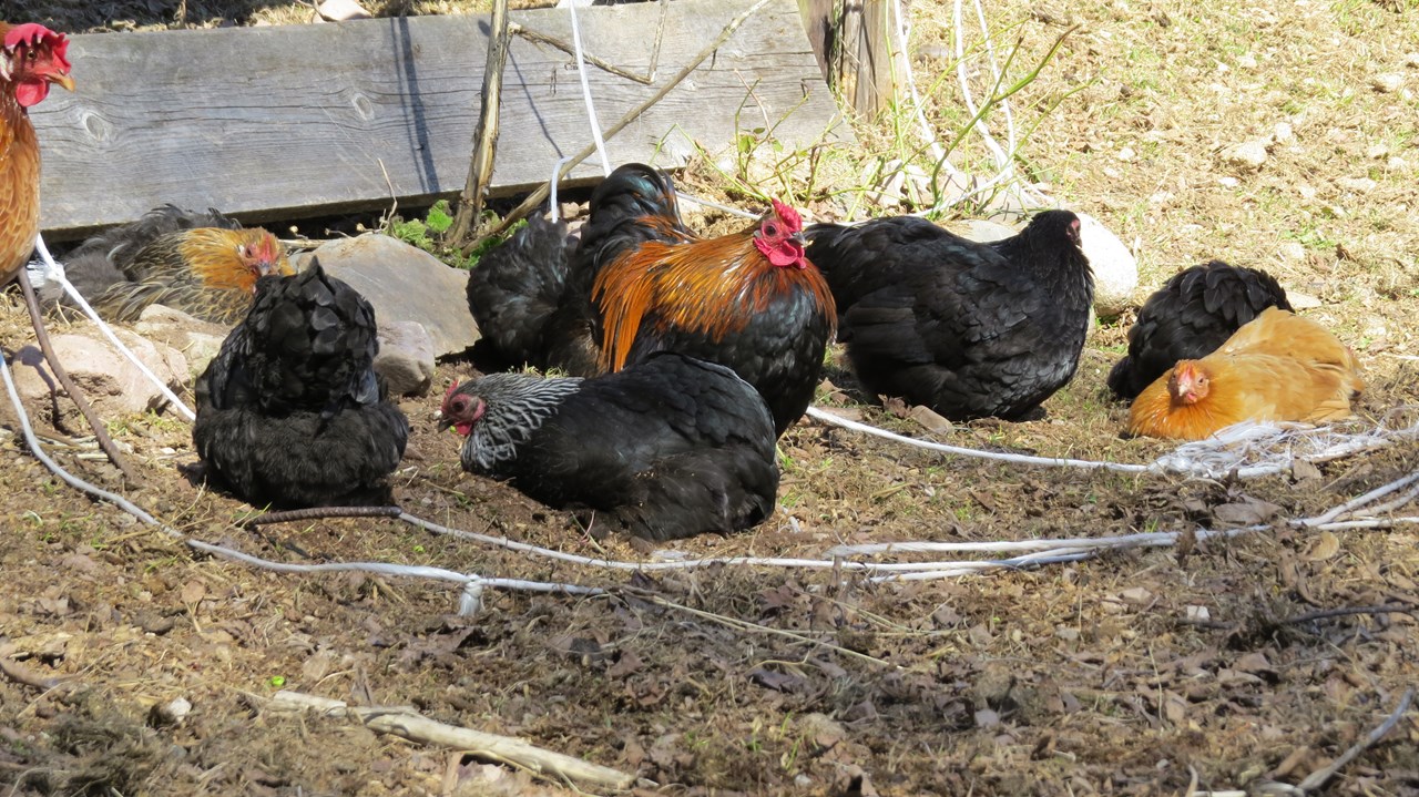 MILLINGHOF Naše živali piščanec