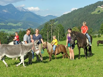 Abelhof unsere Tiere Esel und Ponys