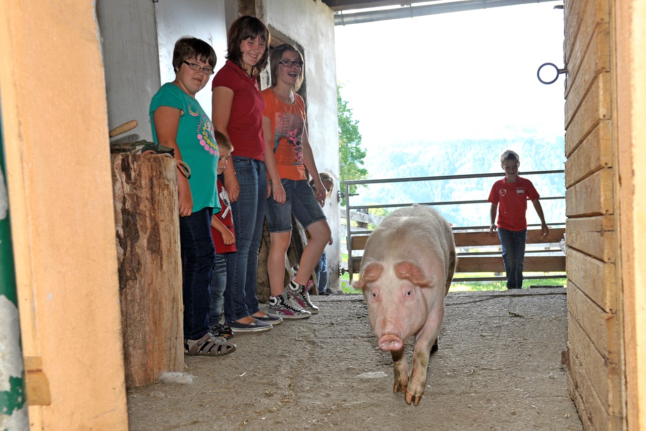 Abelhof unsere Tiere Schweinchen