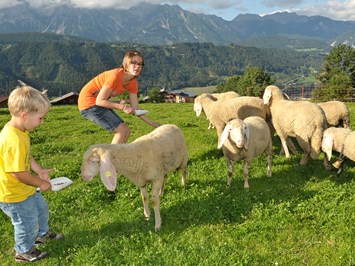 Abelhof unsere Tiere Schafe
