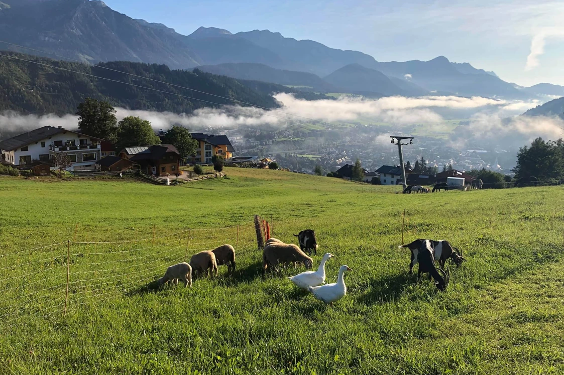 Ferien Bauernhof: Gänse, Esel Schafe und Ziegen beim Frühstück. - Abelhof