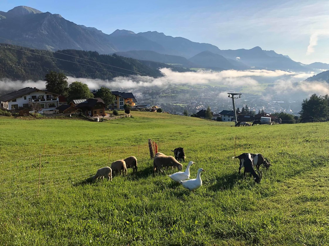 Ferien Bauernhof: Gänse, Esel Schafe und Ziegen beim Frühstück. - Abelhof