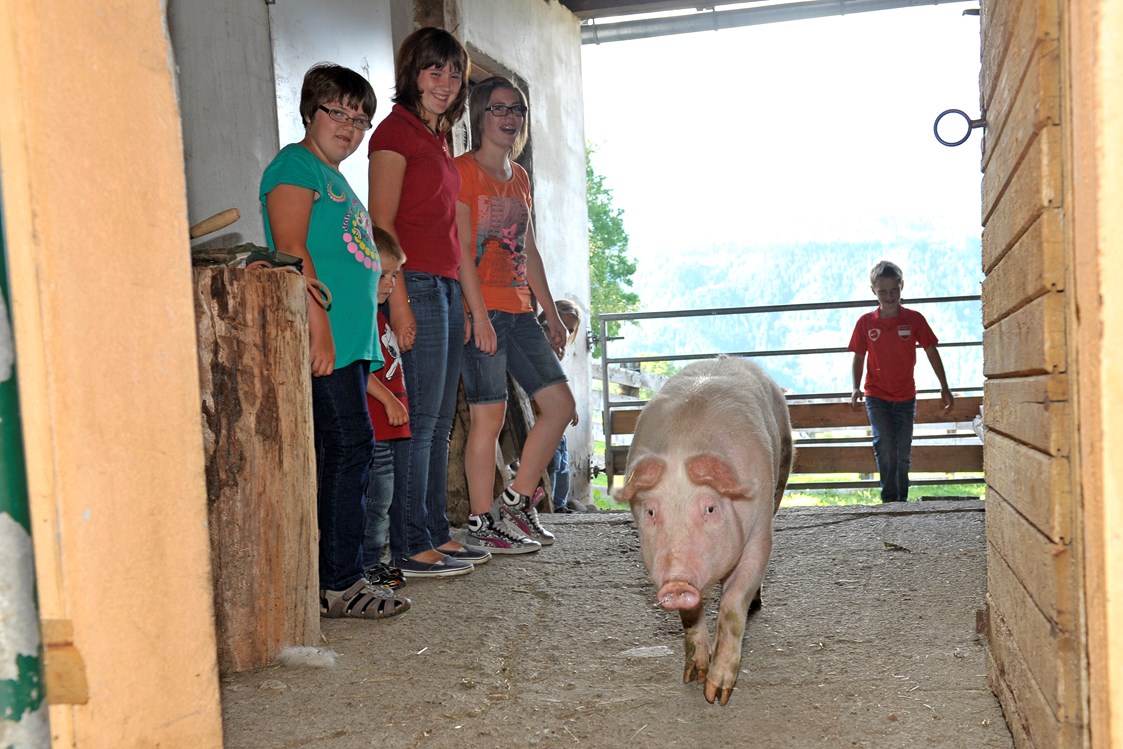 Ferien Bauernhof: Abends kommt das Schweinchen wieder in den Stall. - Abelhof