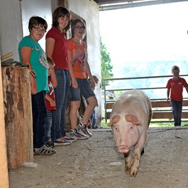 Ferien Bauernhof: Abends kommt das Schweinchen wieder in den Stall. - Abelhof