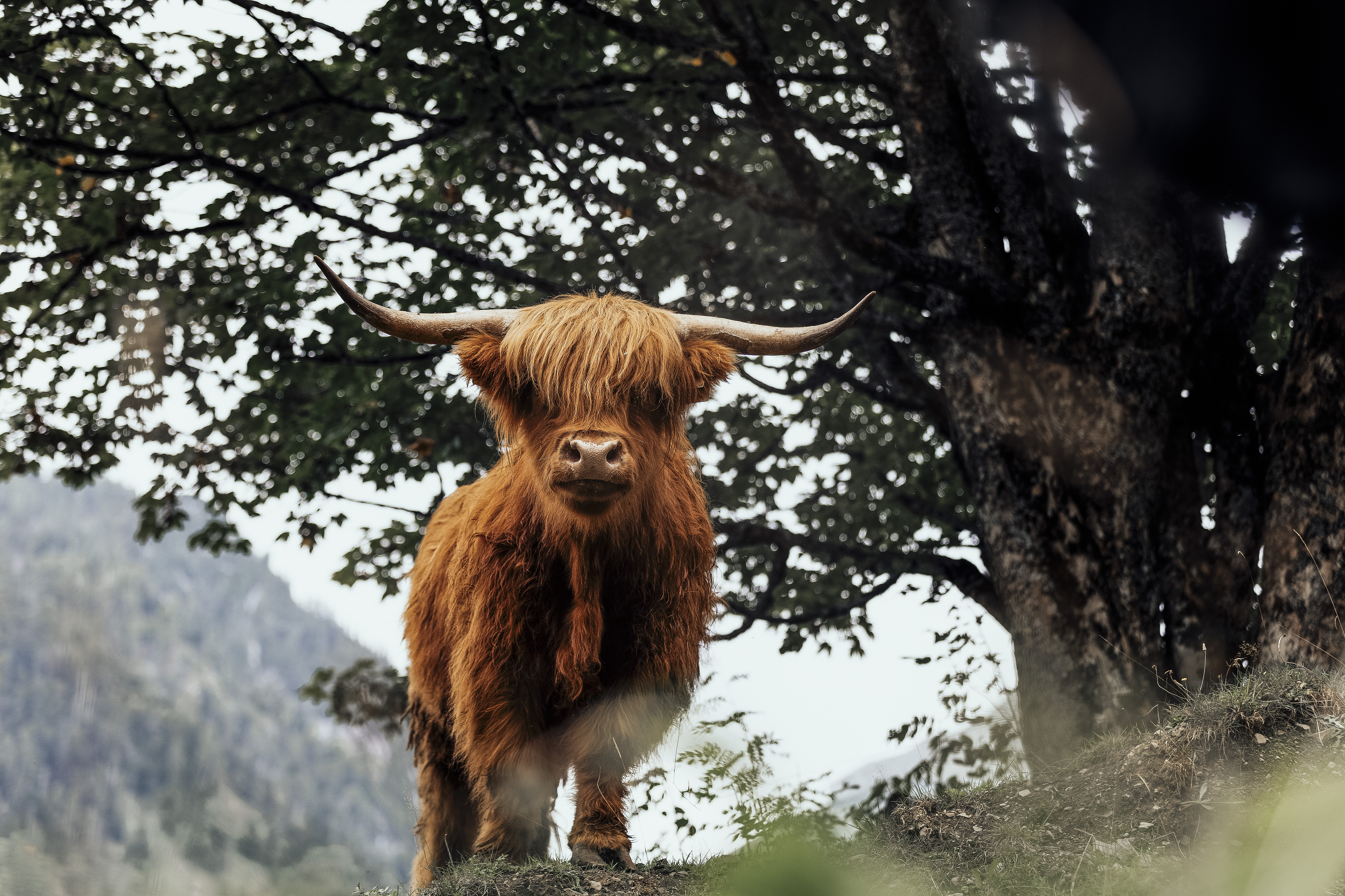 Labachgut Naše životinje Gorsko govedo