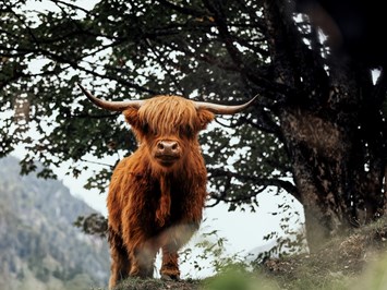 Labachgut Naše životinje Gorsko govedo