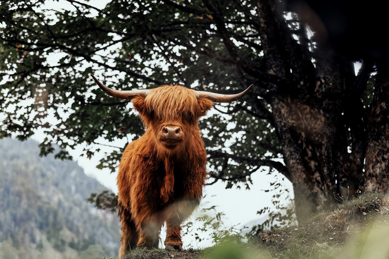 Labachgut Naše životinje Gorsko govedo