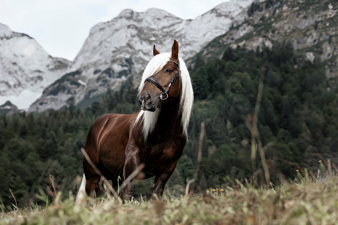 Labachgut unsere Tiere Noriker 