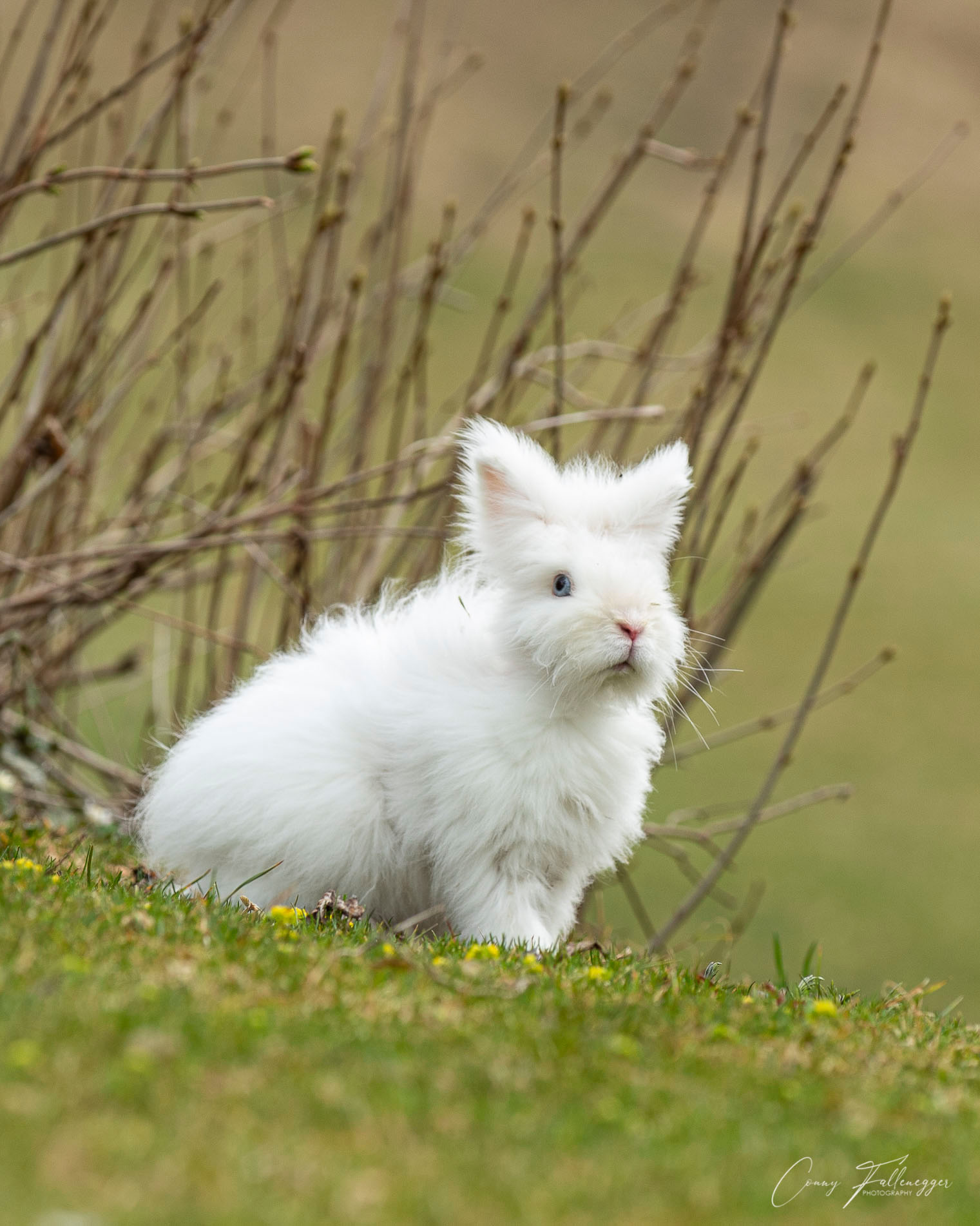 Labachgut Naše životinje Zec