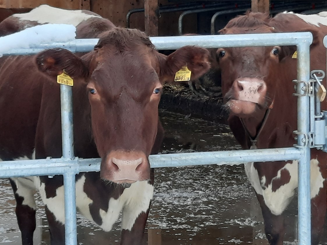 Ferien Bauernhof: Seit August 2022 sind unsere Kühe in einem neu Umgebauten Stall eingezogen .
 - Lahnhof