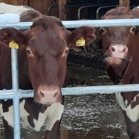 Ferien Bauernhof: Seit August 2022 sind unsere Kühe in einem neu Umgebauten Stall eingezogen .
 - Lahnhof