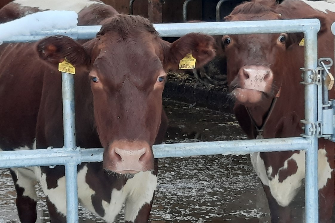 Ferien Bauernhof: Seit August 2022 sind unsere Kühe in einem neu Umgebauten Stall eingezogen .
 - Lahnhof
