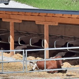 Ferien Bauernhof: Unsere Kühe genießen den außen Lege Bereich.  - Lahnhof