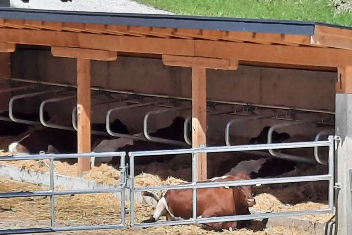 Ferien Bauernhof: Unsere Kühe genießen den außen Lege Bereich.  - Lahnhof