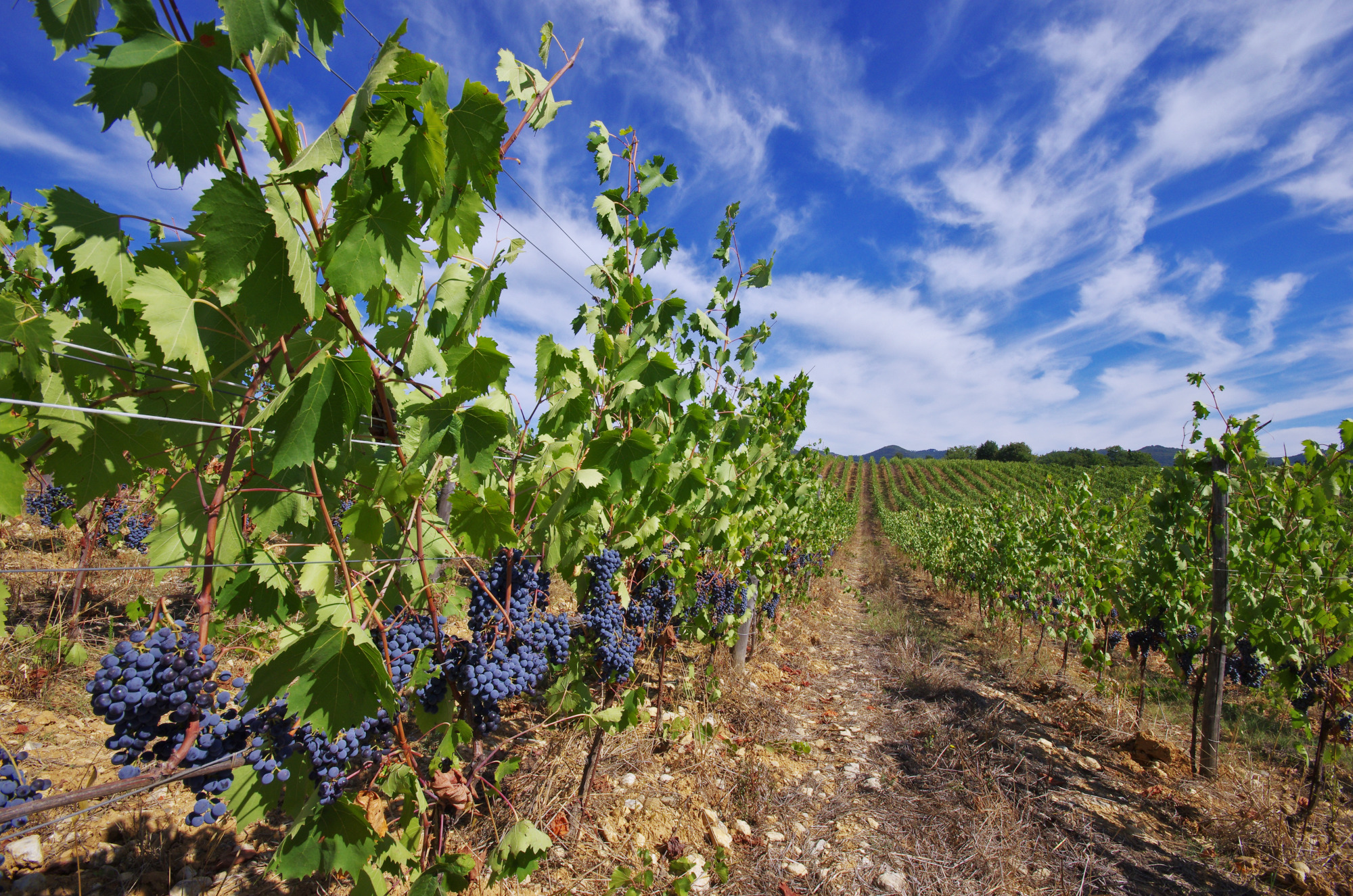 Ferien Bauernhof: Badia a Coltibuono vigneti - Badia a Coltibuono