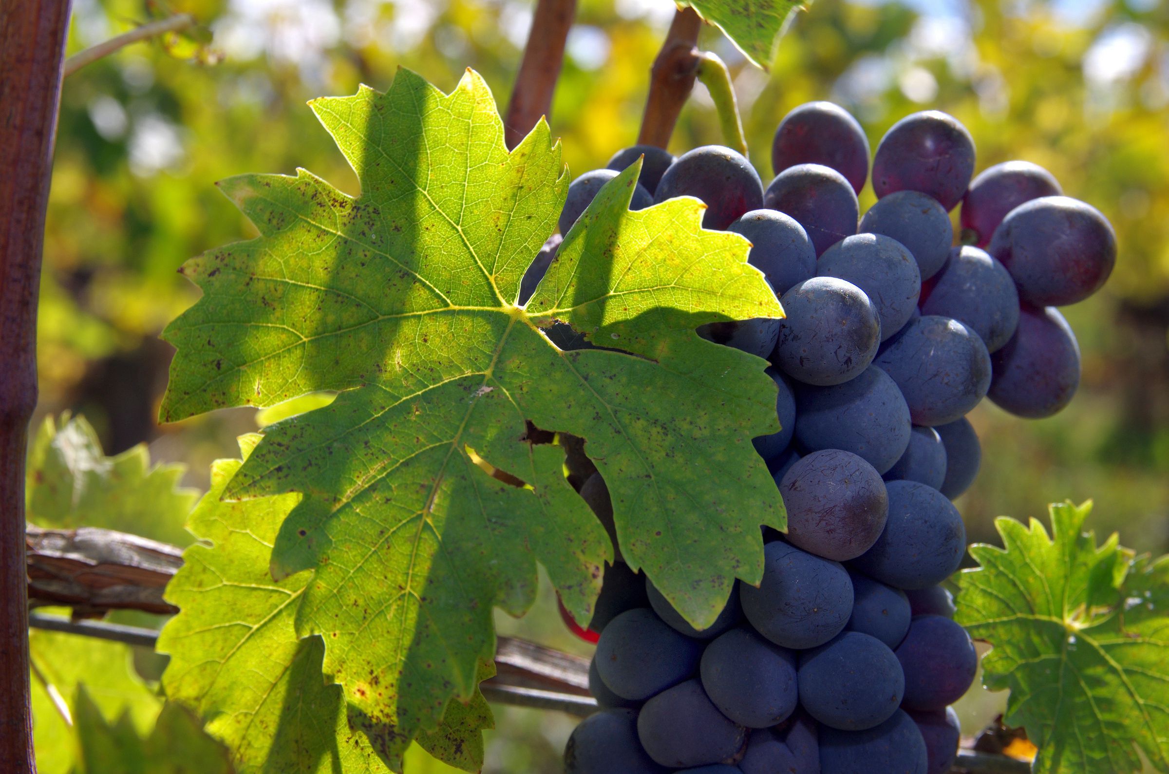 Ferien Bauernhof: Badia a Coltibuono tempo di vendemmia - Badia a Coltibuono