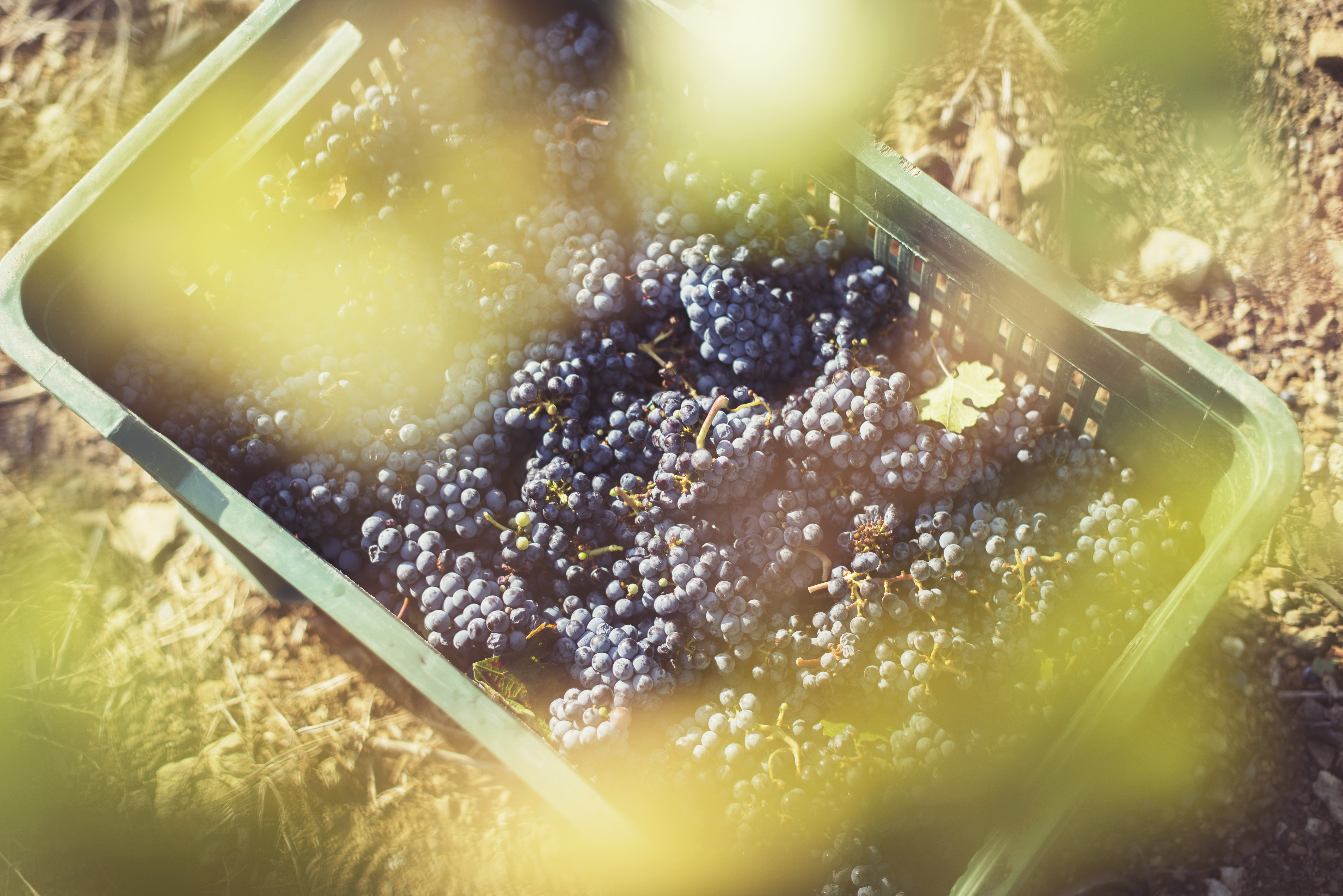 Ferien Bauernhof: Tenuta Fertuna