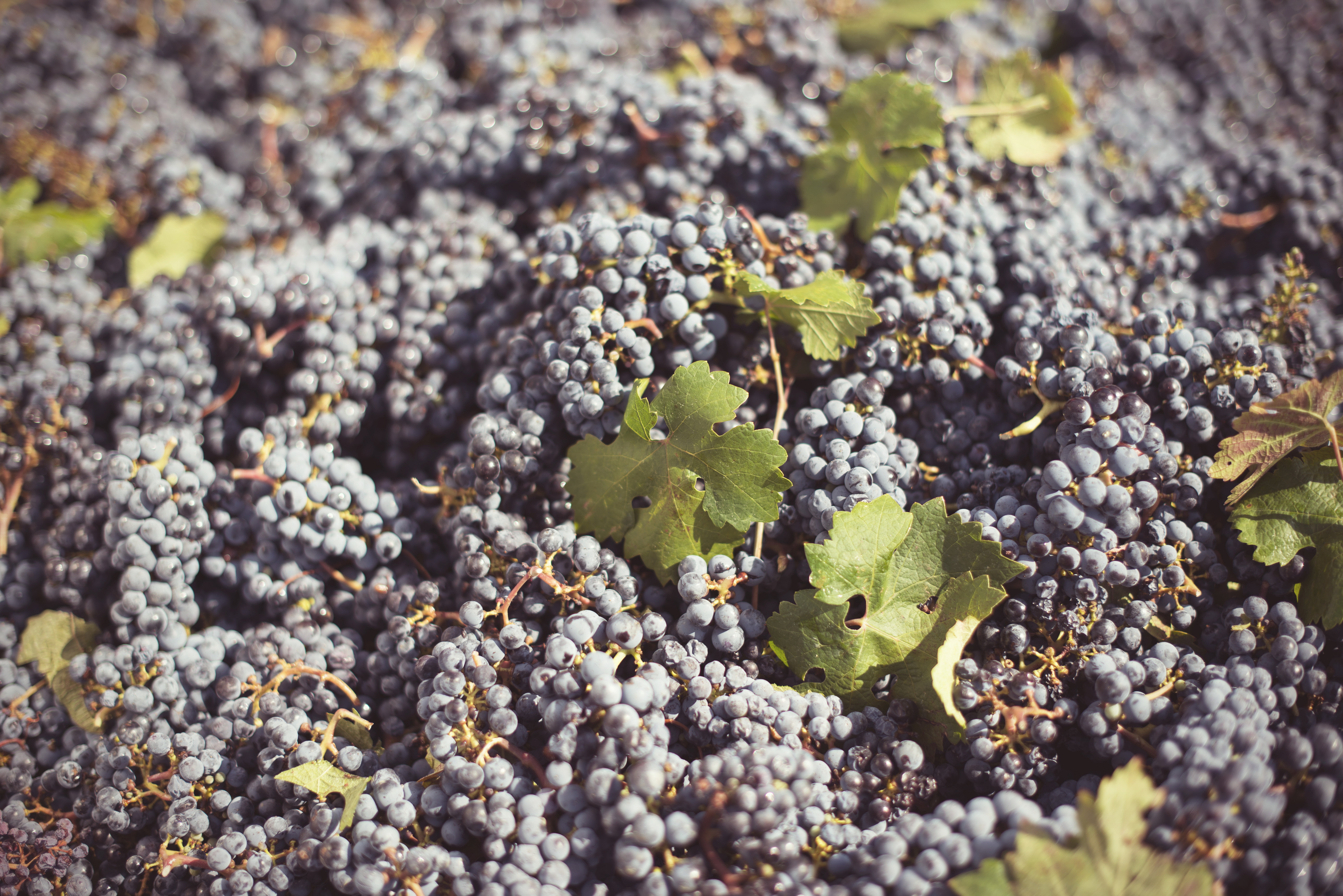 Ferien Bauernhof: Tenuta Fertuna