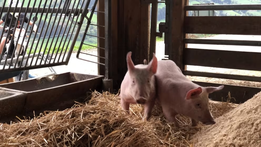 Ferien Bauernhof: Lehenhof Tiere - Lehenhof - Bauernhof, Tiere
