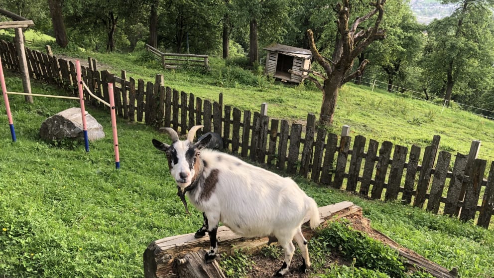 Ferien Bauernhof: Lehenhof Tiere - Lehenhof - Außenbereich, Bauernhof, Tiere