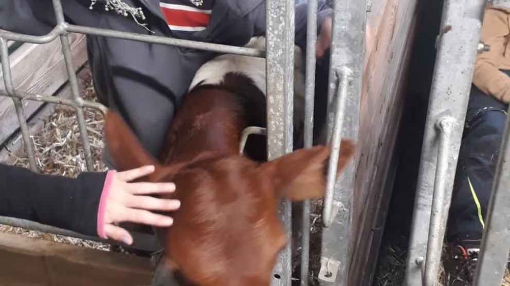 Ferien Bauernhof: Lehenhof Tiere - Lehenhof - Bauernhof, Tiere