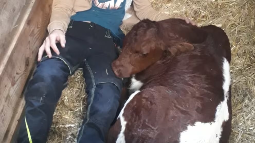 Ferien Bauernhof: Lehenhof Tiere - Lehenhof - Bauernhof, Tiere