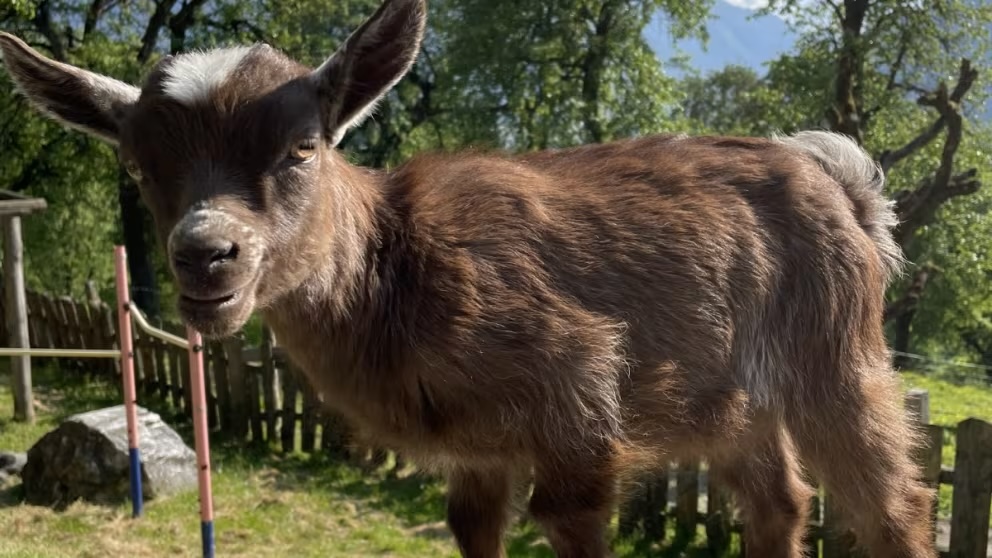 Ferien Bauernhof: Lehenhof Tiere - Lehenhof - Bauernhof, Tiere