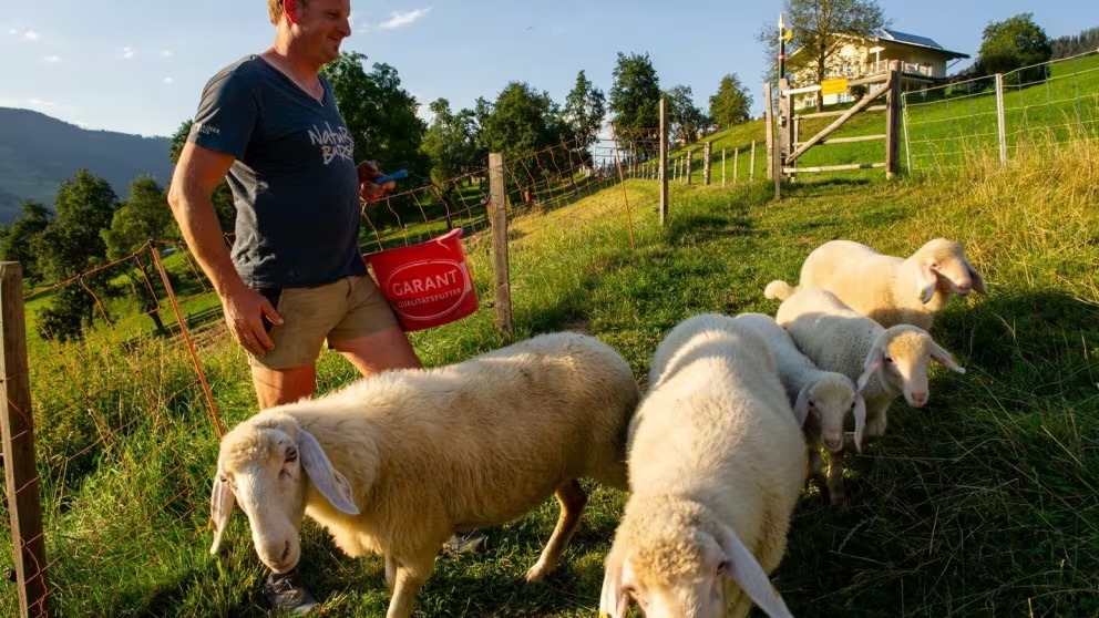 Ferien Bauernhof: Lehenhof Tiere - Lehenhof - Bauernhof, Tiere