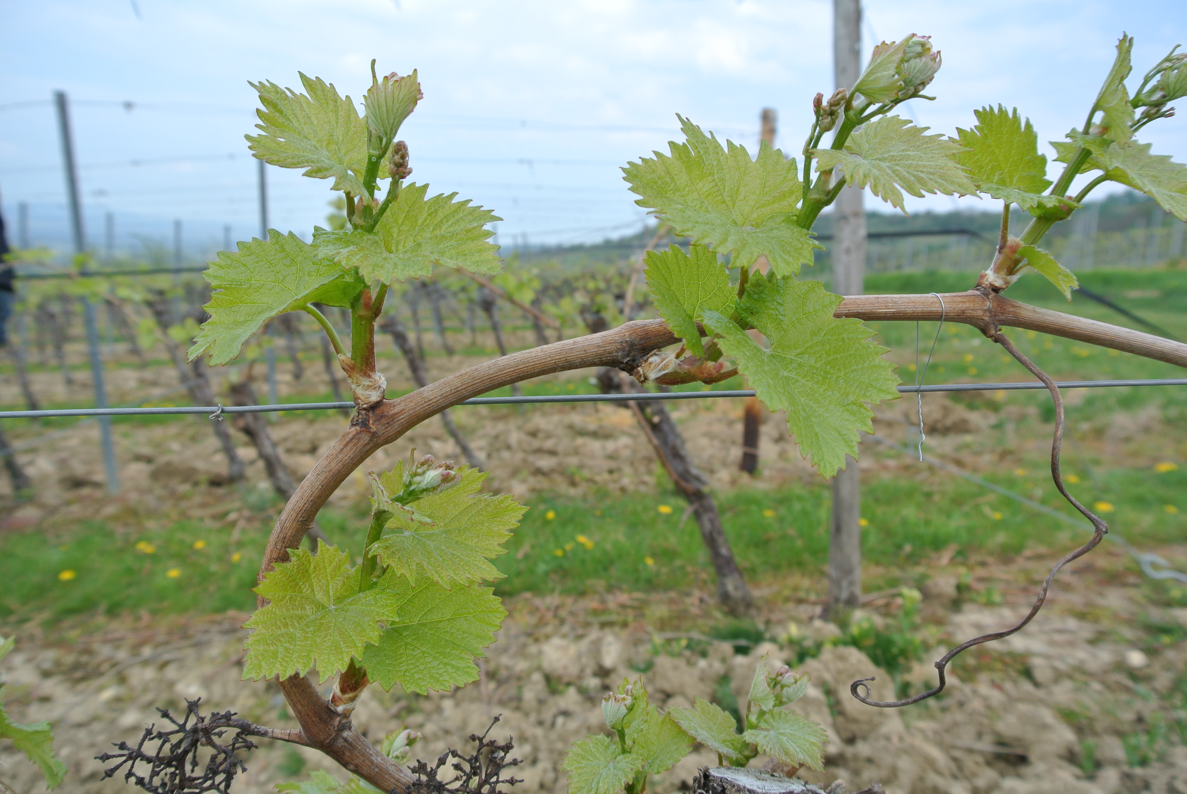 Ferien Bauernhof: Frühlingserwachen in den Weinbergen - Weingut Feser mit Vinothek, Ferienwohnungen & Erlebnis