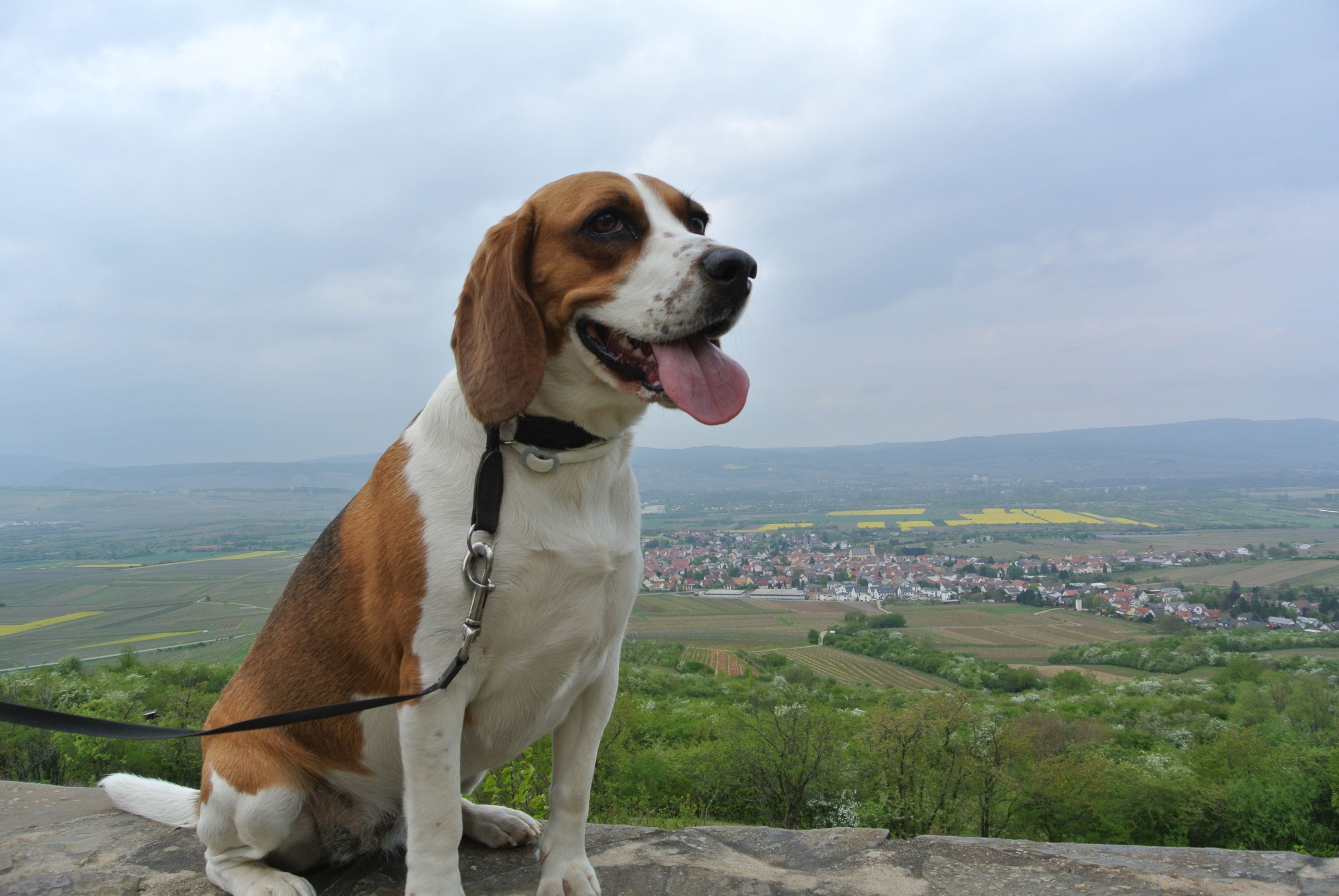 Ferien Bauernhof: Luna - Fesers "Hofhund" - Weingut Feser mit Vinothek, Ferienwohnungen & Erlebnis