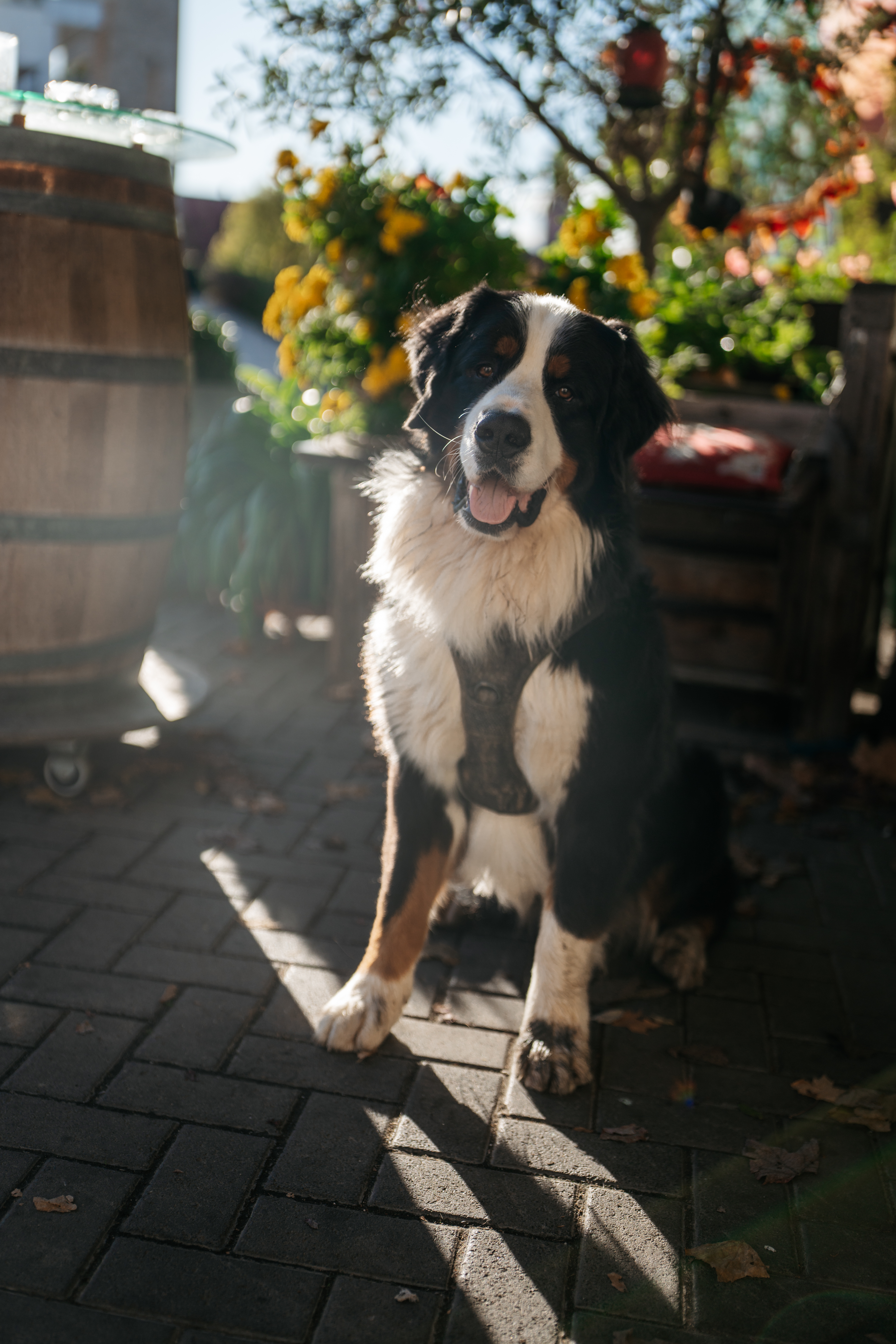 Weingut Leininger unsere Tiere Berner Sennenhund Hägar