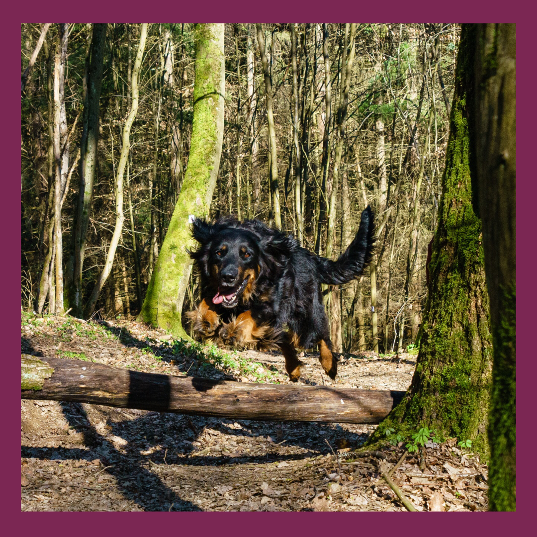 Meyerhof - Bioweingut, Vinothek & Gästehaus Naše životinje Pas Nala