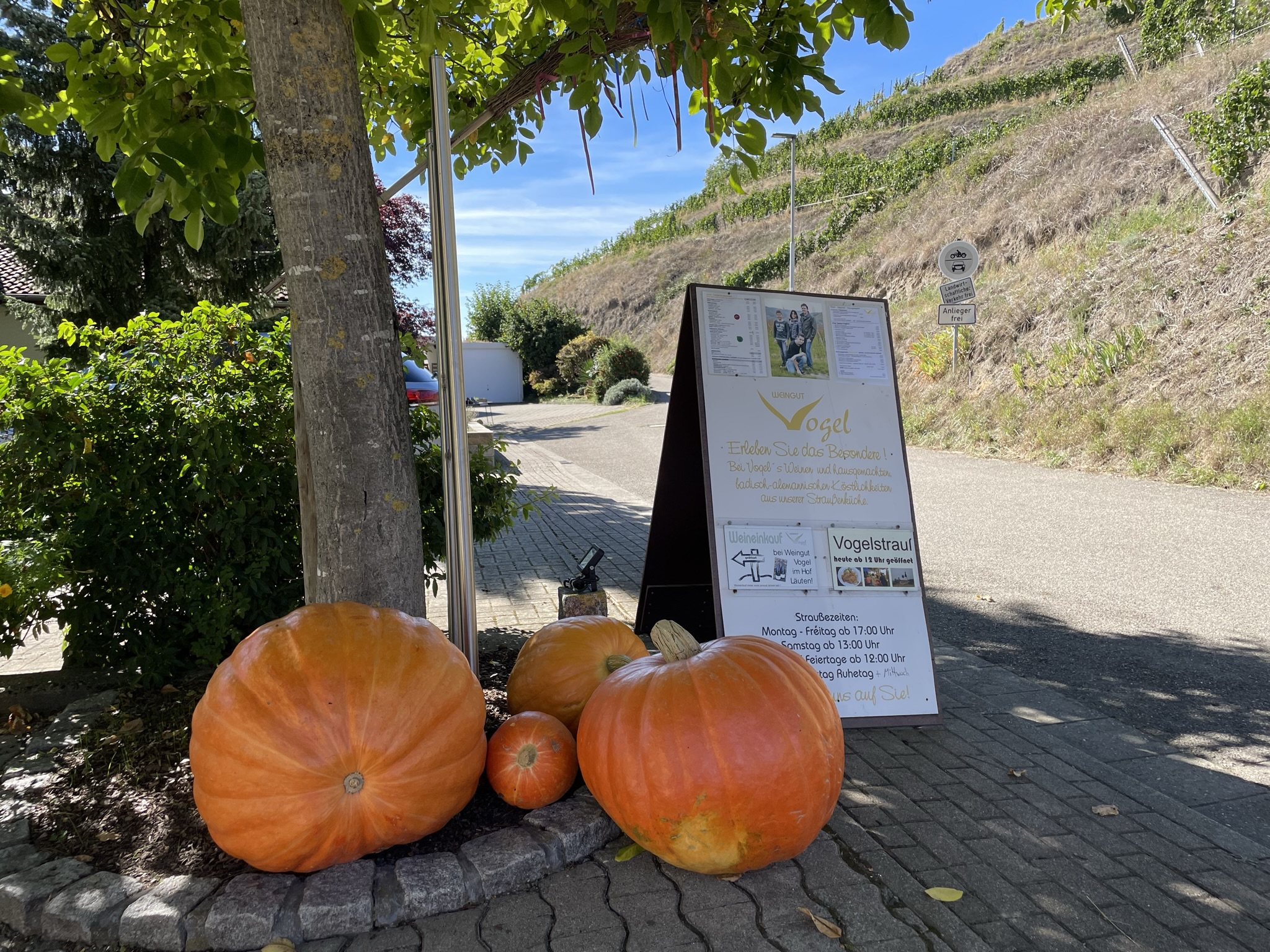 vacanza in fattoria - erreichbar mit: Auto - Straußenzeit im Weingut - Weingut Vogel & Vogelstrauße