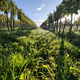 Ferien Bauernhof: Weingarten - Weingut Fichtenbauer-Mold