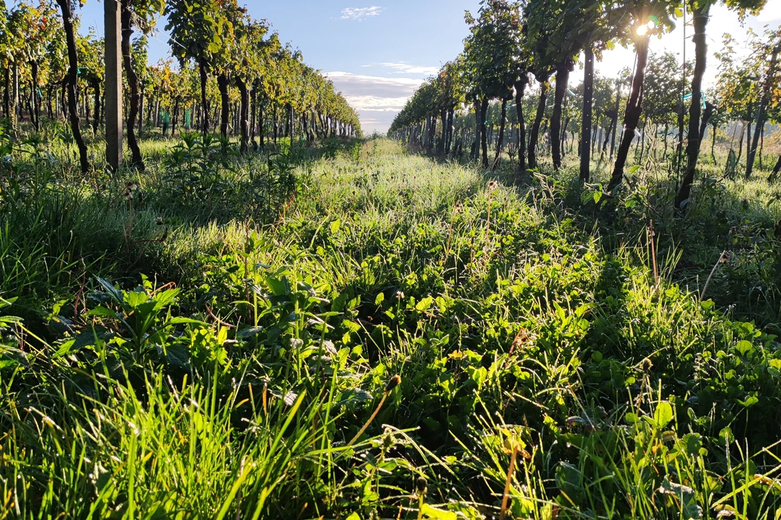 Ferien Bauernhof: Weingarten - Weingut Fichtenbauer-Mold