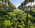 Ferien Bauernhof: Weingarten - Weingut Fichtenbauer-Mold