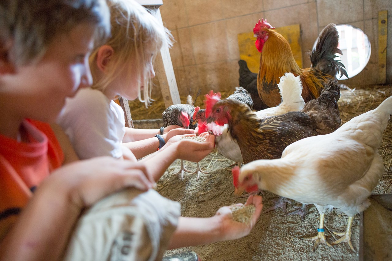 Biobauernhof Reiterhof unsere Tiere Friss mir aus der Hand chicken