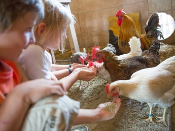 Biobauernhof Reiterhof unsere Tiere Friss mir aus der Hand chicken