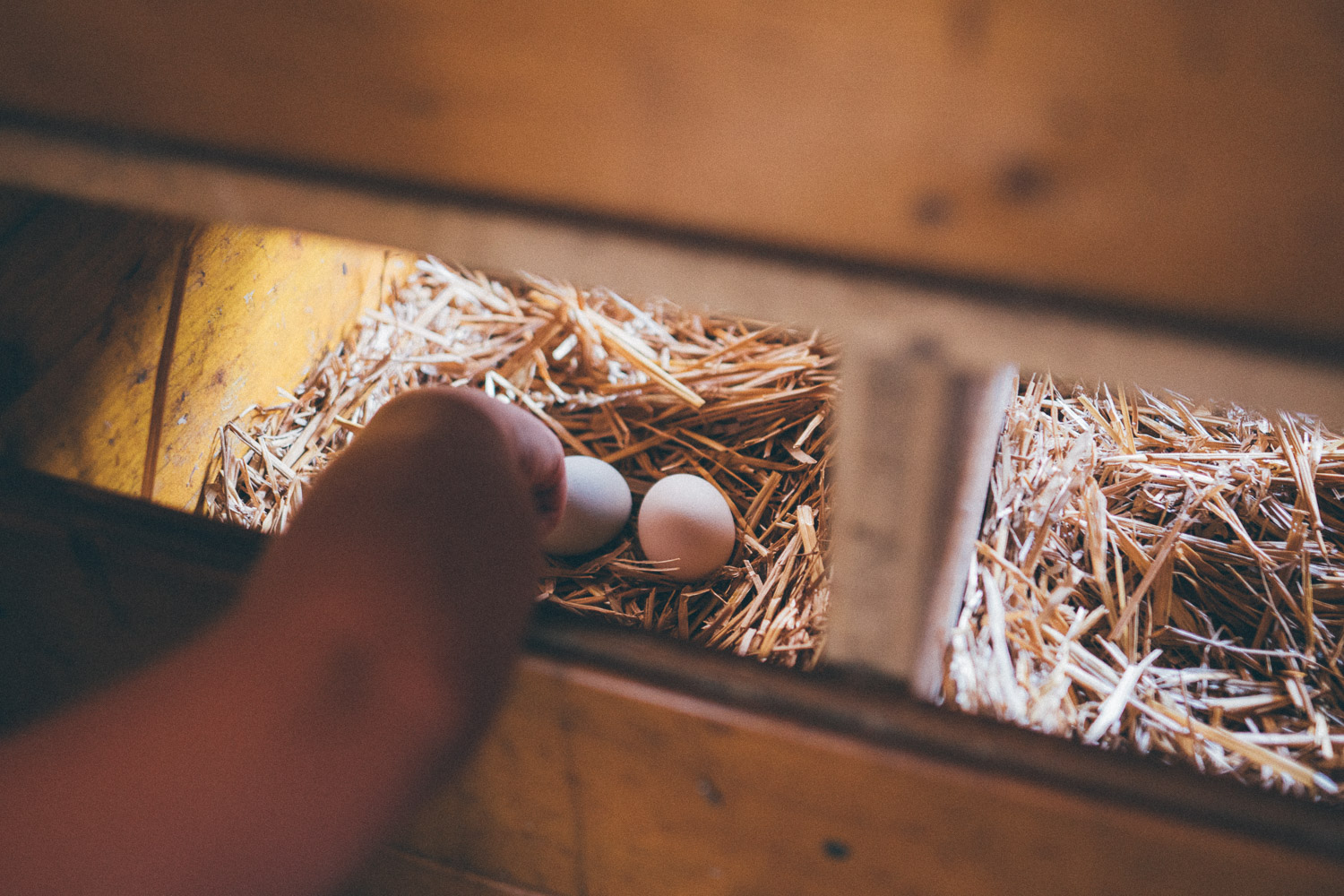 Ferien Bauernhof: Biobauernhof Reiterhof